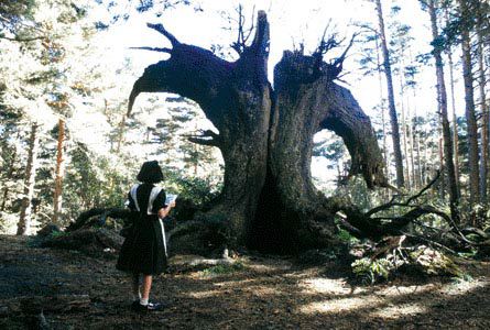 Pan's Labyrinth pic2 Pan's Labyrinth pic2